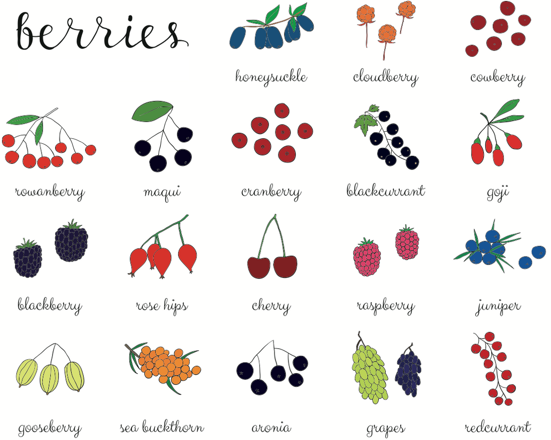 illustration of berries