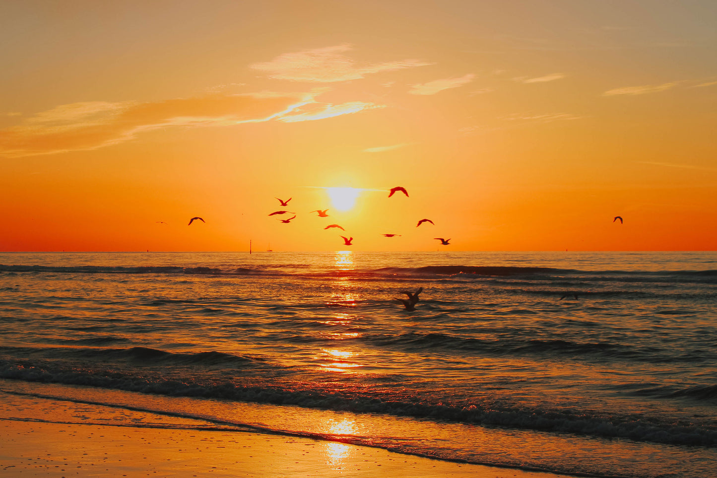 Intense Defense (12 Pack)