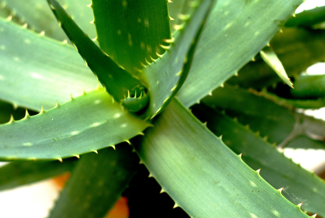 aloe plant close up