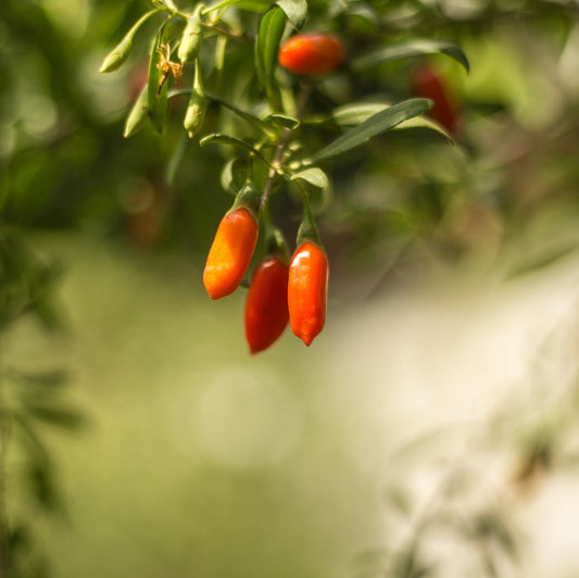 goji berries on the branch