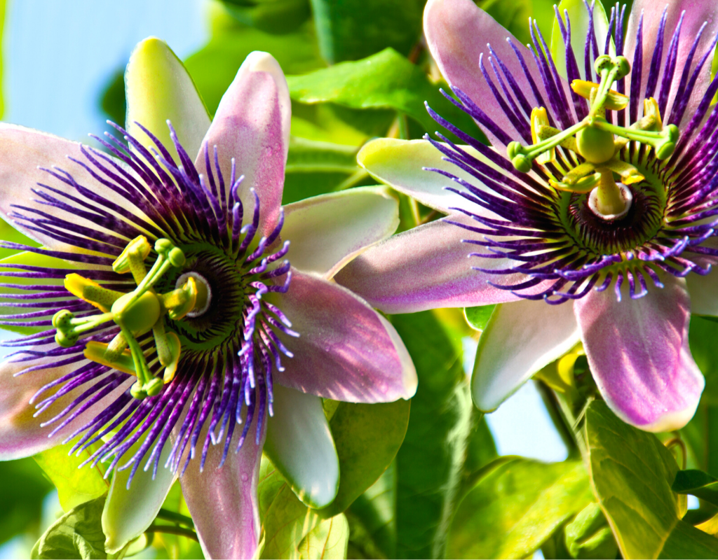 How to Beat Stress with This One Delicious Herb (*Hint It's Passionflower)