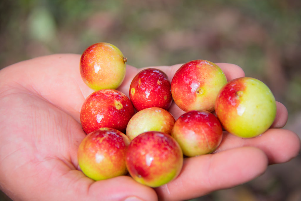 Camu Camu 101 (+ A Bonus Recipe Just for You)
