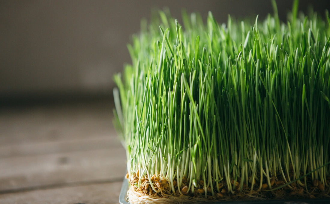 wheatgrass growing on wooden background